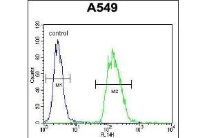 TRIM43 Antibody (Center) (ABIN655464 and ABIN2844991) flow cytometric analysis of A549 cells (right histogram) compared to a negative control cell (left histogram). (TRIM43 抗体  (AA 136-164))