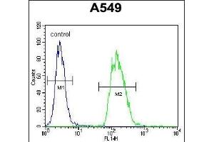 TRIM43 Antibody (Center) (ABIN655464 and ABIN2844991) flow cytometric analysis of A549 cells (right histogram) compared to a negative control cell (left histogram). (TRIM43 抗体  (AA 136-164))