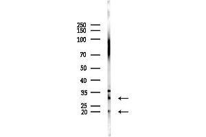 Western blot analysis of lysates from Mouse testis, using THOC4 Antibody at 1/1000 dilution.