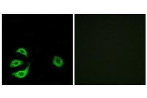 Immunofluorescence (IF) image for anti-Acyl-CoA Thioesterase 8 (ACOT8) (Internal Region) antibody (ABIN1850686) (ACOT8 抗体  (Internal Region))