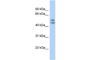 WB Suggested Anti-PAFAH1B1 Antibody Titration: 0. (PAFAH1B1 抗体  (N-Term))