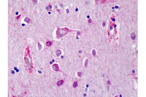Anti-PRSS12 / Neurotrypsin antibody IHC of human cortex. (Neurotrypsin 抗体  (N-Term))