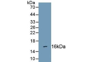 Detection of Recombinant SEMA3C, Human using Polyclonal Antibody to Semaphorin 3C (SEMA3C) (SEMA3C 抗体  (AA 28-150))