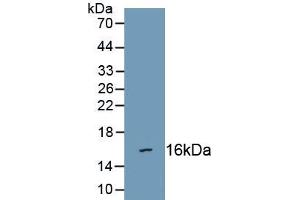 Western Blotting (WB) image for anti-Sema Domain, Immunoglobulin Domain (Ig), Short Basic Domain, Secreted, (Semaphorin) 3C (SEMA3C) (AA 28-150) antibody (ABIN7430108)