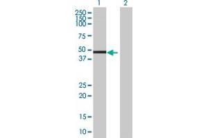 Western Blot analysis of IRF1 expression in transfected 293T cell line by IRF1 MaxPab polyclonal antibody.