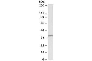 Western blot testing of HEK293 lysate with Fibrillarin antibody at 0. (Fibrillarin 抗体)