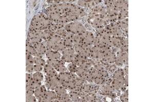 Immunohistochemical staining of human pancreas with LAGE3 polyclonal antibody  shows strong nuclear positivity in exocrine glandular cells at 1:50-1:200 dilution. (LAGE3 抗体)