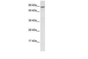 Image no. 1 for anti-Transcription Factor 4 (TCF4) (N-Term) antibody (ABIN6749785) (TCF4 抗体  (N-Term))