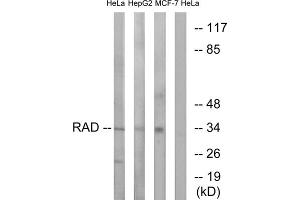 Western blot analysis of extracts from HeLa cells, HepG2 cells and MCF-7 cells, using RAD antibody. (RRAD 抗体  (Internal Region))