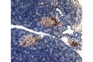 IHC-P analysis of pancreas tissue, with DAB staining. (PON1 抗体  (AA 187-354))