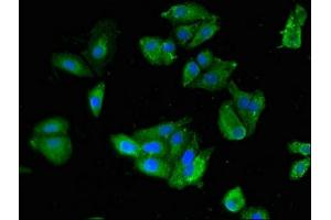 Immunofluorescent analysis of HepG2 cells using ABIN7169773 at dilution of 1:100 and Alexa Fluor 488-congugated AffiniPure Goat Anti-Rabbit IgG(H+L)