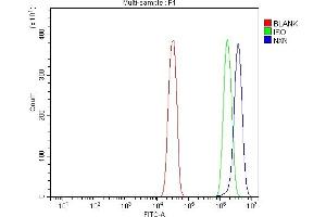 Flow Cytometry analysis of SiHa cells using anti-NXN/NRX antibody (ABIN7600416). (NXN 抗体  (AA 19-435))