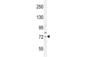 Western Blotting (WB) image for anti-Sterol Regulatory Element Binding Transcription Factor 2 (SREBF2) (AA 399-427) antibody (ABIN3032752)