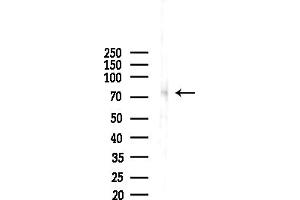 Western blot analysis of lysates from Mouse liver, using EDEM1 Antibody at 1/1000 dilution.