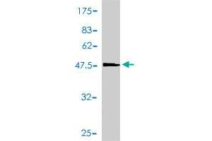 Western Blotting (WB) image for anti-Prostaglandin E Synthase 3 (Cytosolic) (PTGES3) (AA 1-160) antibody (ABIN564677)