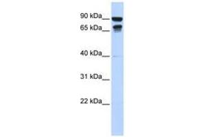 Image no. 1 for anti-Male-Specific Lethal 3 Homolog (MSL3) (N-Term) antibody (ABIN6740626) (MSL3 抗体  (N-Term))