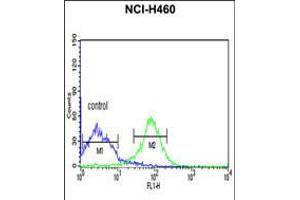 Flow cytometric analysis of NCI-H460 cells (right histogram) compared to a negative control cell (left histogram). (FKBP14 抗体  (N-Term))