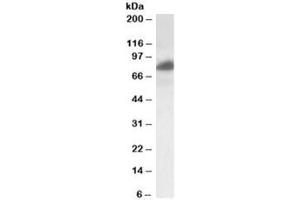 Western blot testing of HeLa lysate with RAB11FIP1 antibody at 0. (RAB11FIP1 抗体)