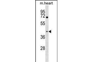 Western Blotting (WB) image for anti-KH Domain Containing, RNA Binding, Signal Transduction Associated 1 (KHDRBS1) (AA 414-443), (C-Term) antibody (ABIN1537301)