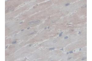 IHC-P analysis of Mouse Heart Tissue, with DAB staining. (PEX1 抗体  (AA 172-377))
