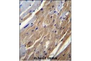 FGF16 Antibody (N-term) (ABIN655807 and ABIN2845234) immunohistochemistry analysis in formalin fixed and paraffin embedded mouse heart tissue followed by peroxidase conjugation of the secondary antibody and DAB staining. (FGF16 抗体  (N-Term))