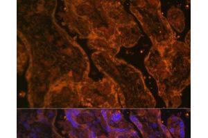 Immunofluorescence analysis of Human placenta using CD34 Polyclonal Antibody at dilution of 1:100. (CD34 抗体)