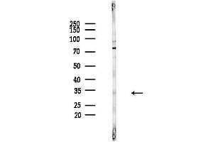 Western blot analysis of lysates from PC12 cells(starvation,24h treatment), using Olfactory receptor 2C3 Antibody at 1/1000 dilution.