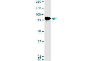 LETM1 monoclonal antibody (M02), clone 2C6. (LETM1 抗体  (AA 601-708))