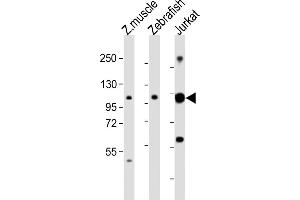 All lanes : Anti-srrt Antibody (C-Term) at 1:2000 dilution Lane 1: Zebrafish muscle lysates Lane 2: Zebrafish lysates Lane 3: Jurkat whole cell lysates Lysates/proteins at 20 μg per lane.