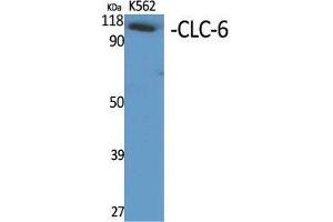 Western Blot (WB) analysis of specific cells using CLC-6 Polyclonal Antibody.