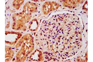 IHC image of ABIN7157138 diluted at 1:200 and staining in paraffin-embedded human kidney tissue performed on a Leica BondTM system. (IST1 抗体  (AA 172-284))