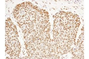 anti-Ras-Related GTP Binding A (RRAGA) (AA 544-594) antibody