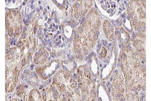 ABIN6272917 at 1/100 staining Mouse kidney tissue by IHC-P. (FKBP10 抗体)