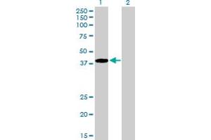 Western Blot analysis of RNF14 expression in transfected 293T cell line by RNF14 MaxPab polyclonal antibody.