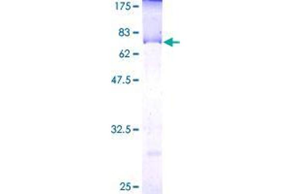 LGALS8 Protein (AA 1-358) (GST tag)
