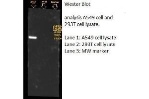 Western Blotting (WB) image for anti-Annexin A1 (ANXA1) (AA 1-346) antibody (ABIN5564951) (Annexin a1 抗体  (AA 1-346))