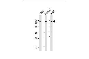 All lanes : Anti-GOLGA5 Antibody at 1:2000 dilution Lane 1: K562 whole cell lysate Lane 2: HepG2 whole cell lysate Lane 3: A431 whole cell lysate Lysates/proteins at 20 μg per lane. (GOLGA5 抗体  (AA 1-300))