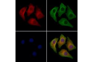 ABIN7094615 and ABIN7098665 staining Hela cells by IF/ICC.
