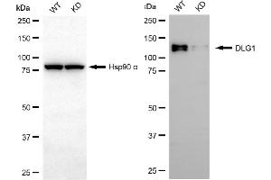 Western blotting analysis using DLG1 antibody (ABIN7798354).