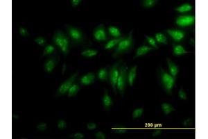 Image no. 4 for anti-CLK3 (CLK3) (AA 36-136) antibody (ABIN598615) (CLK3 抗体  (AA 36-136))