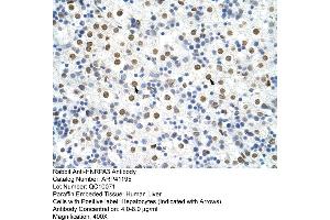 Rabbit Anti-HNRPA3 Antibody  Paraffin Embedded Tissue: Human Liver Cellular Data: Hepatocytes Antibody Concentration: 4. (HNRNPA3 抗体  (N-Term))