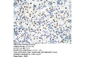 Rabbit Anti-HNRPA3 Antibody  Paraffin Embedded Tissue: Human Liver Cellular Data: Hepatocytes Antibody Concentration: 4. (HNRNPA3 抗体  (N-Term))