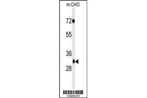 Western blot analysis of PHF13 Antibody in CHO cell line lysates (35ug/lane). (PHF13 抗体  (C-Term))
