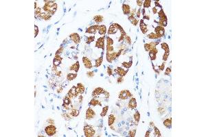 Immunohistochemistry of paraffin-embedded human stomach using CYCS antibody.
