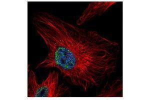ICC/IF Image Confocal immunofluorescence analysis (Olympus FV10i) of paraformaldehyde-fixed HeLa, using UHRF1, antibody (Green) at 1:500 dilution. (UHRF1 抗体)