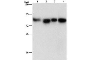 Western Blot analysis of Hela, 231, hepG2 and Raji cell using MAD1L1 Polyclonal Antibody at dilution of 1:500 (MAD1L1 抗体)