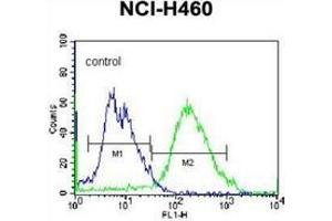 Flow cytometric analysis of NCI-H460 cells using Glutathione reductase Antibody (C-term) Cat. (Glutathione Reductase 抗体  (C-Term))