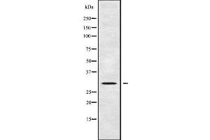 Western blot analysis of AQP8 using 293 whole cell lysates (Aquaporin 8 抗体  (N-Term))