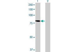 Western Blot analysis of KIAA1841 expression in transfected 293T cell line by KIAA1841 MaxPab polyclonal antibody. (KIAA1841 抗体  (AA 1-707))