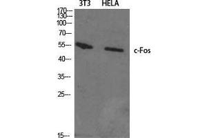 Western Blot (WB) analysis of specific cells using c-Fos Polyclonal Antibody. (c-FOS 抗体  (N-Term))